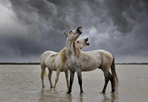 Pair of Camargue horse stallions, southern France Pair of Camargue horse stallions, southern France
