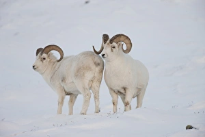 A pair of dall sheep rams survey each other during the fall mating season or rut" A pair of dall sheep rams survey each other during the fall mating season or rut"