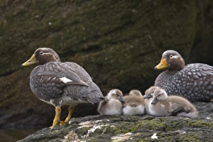 A pair of Falkland Steamer duck adults watch over their brood of chicks on New Island A pair of Falkland Steamer duck adults watch over their brood of chicks on New Island