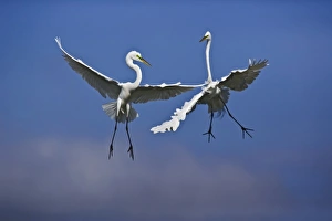 Pair of Great Egrets in breeding plumage fighting over nesting area, Casmerodius albus Pair of Great Egrets in breeding plumage fighting over nesting area, Casmerodius albus
