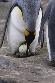 A pair of King penguins perform an egg exchange in the largest king penguin colony A pair of King penguins perform an egg exchange in the largest king penguin colony