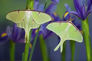 Pair of Luna Silk Moth of North American photographed Sammamish, Washington Pair of Luna Silk Moth of North American photographed Sammamish, Washington