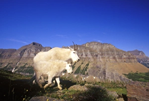 Pair of mountain goats at Logan Pass in Glacier National Park in Montana Pair of mountain goats at Logan Pass in Glacier National Park in Montana