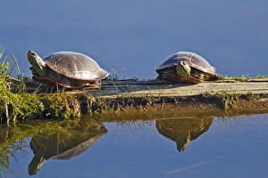 A pair of painted turtles sun themselves on a log at Ninepipe WMA near Ronan, Montana A pair of painted turtles sun themselves on a log at Ninepipe WMA near Ronan, Montana