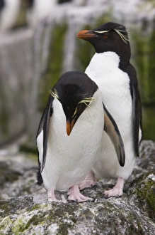 A pair of Rockhopper penguins sit together on the rocks in their nesting colony A pair of Rockhopper penguins sit together on the rocks in their nesting colony