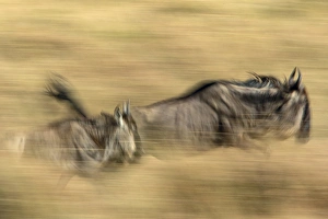 Pair of running Wildebeests in motion with slow exposure effect, Masai Mara, Kenya Pair of running Wildebeests in motion with slow exposure effect, Masai Mara, Kenya