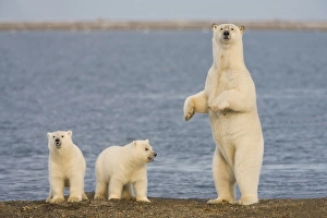 A pair of young polar bear cubs look around the beach on the Beaufort Sea while their A pair of young polar bear cubs look around the beach on the Beaufort Sea while their