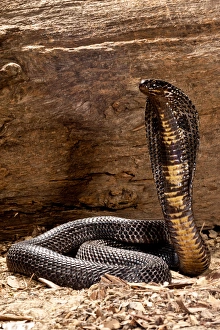 Pakistani Black Cobra , Naja naja karachiensis, Native to Pakistan and surrounding areas Pakistani Black Cobra , Naja naja karachiensis, Native to Pakistan and surrounding areas