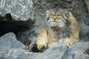 Pallass Cat, Manul (Otocolobus manul or Felis manul), Asia Pallass Cat, Manul (Otocolobus manul or Felis manul), Asia