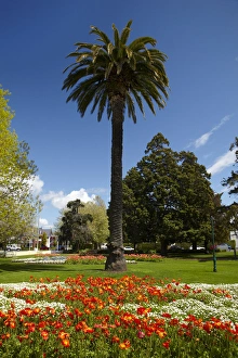 Palm tree and flower Gardens, Seymour Square, Blenheim, Marlborough, South Island Palm tree and flower Gardens, Seymour Square, Blenheim, Marlborough, South Island