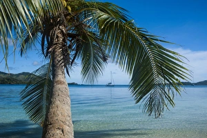 Palm tree hanging over the clear waters around Nanuya Lailai island, the blue lagoon Palm tree hanging over the clear waters around Nanuya Lailai island, the blue lagoon