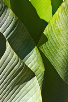 Palm tree leaf, Pico Bonito National Park, Honduras Palm tree leaf, Pico Bonito National Park, Honduras