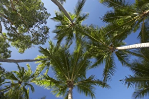 Palm Trees, Palm Cove, Cairns, North Queensland, Australia Palm Trees, Palm Cove, Cairns, North Queensland, Australia
