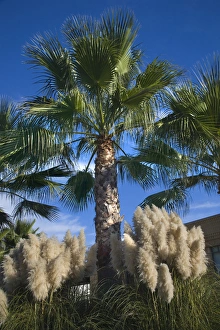 Palm Trees Pampas Grass Daroush Vineyard Napa Vineyards California Owner of Daroush is from Iran Palm Trees Pampas Grass Daroush Vineyard Napa Vineyards California Owner of Daroush is from Iran