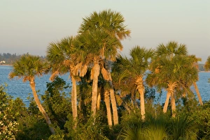 Palm Trees, Pelican Island National Wildlife Refuge, Florida, US Palm Trees, Pelican Island National Wildlife Refuge, Florida, US