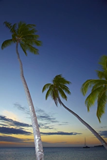 Palm trees and sunset, Plantation Island Resort, Malolo Lailai Island, Mamanuca Islands Palm trees and sunset, Plantation Island Resort, Malolo Lailai Island, Mamanuca Islands