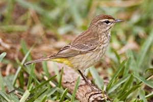Palm Warbler (Dendroica palmarum) foraging on ground, spring migration, South Padre Island Palm Warbler (Dendroica palmarum) foraging on ground, spring migration, South Padre Island