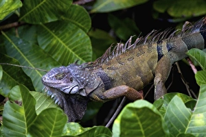 Panama, Panama City, Parque Metropolitano, Green Iguana (Iguana iguana) seen Panama, Panama City, Parque Metropolitano, Green Iguana (Iguana iguana) seen