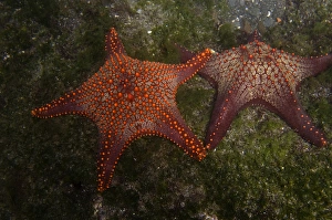 Panamic Cushion Star (Pentaceraster cummingi) Central Isles GALAPAGOS ISLANDS Panamic Cushion Star (Pentaceraster cummingi) Central Isles GALAPAGOS ISLANDS