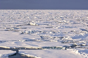 Pancake ice Greenland Sea East Coast of Greenland Pancake ice Greenland Sea East Coast of Greenland