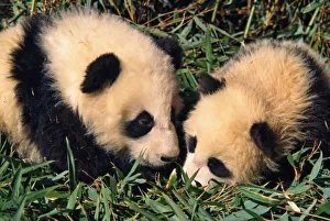 Giant Panda Babies Prints: Two panda cubs