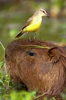 Pantanal, Brazil, Cattle Tyrant, Machetornis rixosus, riding on the head of a Capybara Pantanal, Brazil, Cattle Tyrant, Machetornis rixosus, riding on the head of a Capybara
