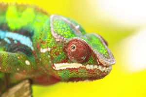 Panther Chameleon (Furcifer pardalis) Madagascar, Africa Panther Chameleon (Furcifer pardalis) Madagascar, Africa