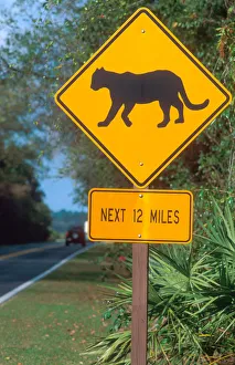 Panther crossing sign in the Florida everglades. traffic sign, panther, cougar Panther crossing sign in the Florida everglades. traffic sign, panther, cougar