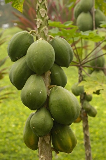 Papaya (Carica papaya) crop ECUADOR. South America Papaya (Carica papaya) crop ECUADOR. South America