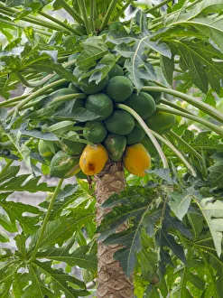 Papaya in valley Ribeira da Torre on the island Santo Antao, Cape Verde Papaya in valley Ribeira da Torre on the island Santo Antao, Cape Verde
