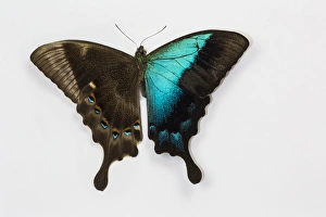 Papilio pericles iridescence blue swallowtail butterfly Papilio pericles iridescence blue swallowtail butterfly