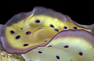Papua New Guinea, Nudibranch (Chromodoris sp.) Papua New Guinea, Nudibranch (Chromodoris sp.)