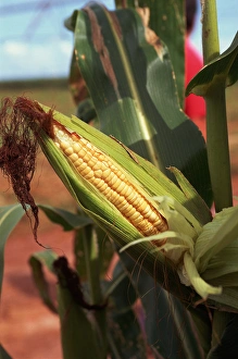Parana State, Brazil. Maize (sweet corn, Zea mays) field with a ripe head of sweet Parana State, Brazil. Maize (sweet corn, Zea mays) field with a ripe head of sweet