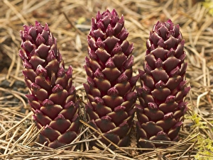 Parasitic California groundcone, Boschniakia strobilacea, Oregon dunes, Florence Parasitic California groundcone, Boschniakia strobilacea, Oregon dunes, Florence