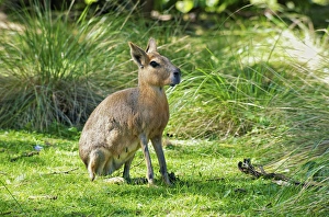 Patagonian Mara, Dolichotis patagonum, Argentina Patagonian Mara, Dolichotis patagonum, Argentina