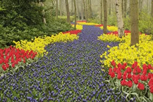Holland Tulips Prints: Pathway of Grape
