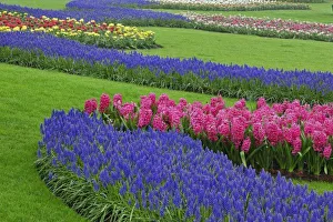 Colorful Garden Blooms Prints: Pattern of Grape Hyacinth, tulips, and Hyacinth spp. Keukenhof Gardens, Lisse, Netherlands