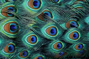 Male Peacock Feather Pattern Print