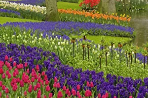Grape Hyacinth Blooms Prints: Pattern of tulips