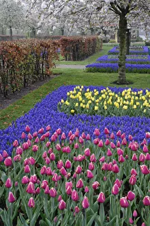 Pattern of tulips and Grape Hyacinth flowers, Keukenhof Gardens, Lisse, Netherlands Pattern of tulips and Grape Hyacinth flowers, Keukenhof Gardens, Lisse, Netherlands