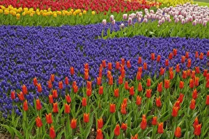 Tulip and Grape Hyacinth Print