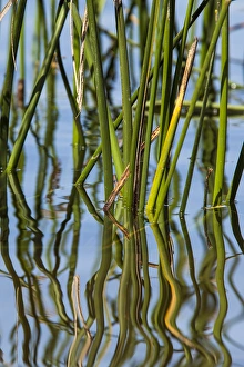Patterns amid the reflection of reeds in the waters of Lake Murray Patterns amid the reflection of reeds in the waters of Lake Murray