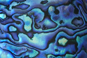 Paua Shell Print