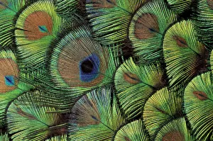 Peacock Feather Print