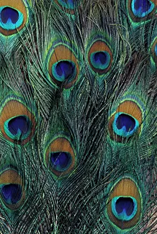Peacock Feather Print