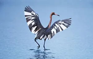 A pecular hybrid of the dark and white morphs of the Reddish Egret (Egretta rufescens) A pecular hybrid of the dark and white morphs of the Reddish Egret (Egretta rufescens)