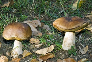 Penny bun, cep, mushrooms in a forest (Boletus edulis) Penny bun, cep, mushrooms in a forest (Boletus edulis)