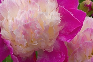 Peony in the rain of Western Washington near Port Townsend Peony in the rain of Western Washington near Port Townsend