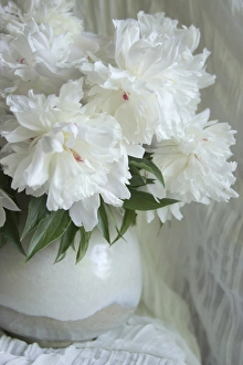 White Peony Flower Prints: Peony Study
