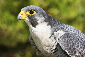 Peregrin Falcon Head and shoulders, about to take flight Peregrin Falcon Head and shoulders, about to take flight